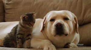 How pets are therapeutic for seniors